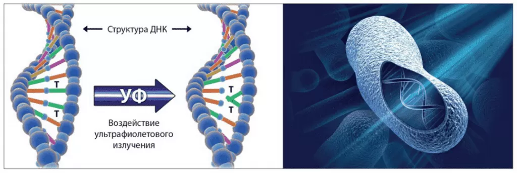 bac_lampa_dna.png bac_lampa_dna.png