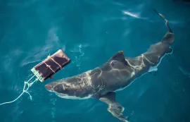 СВМПЭ поможет спасти жизни от укусов акул